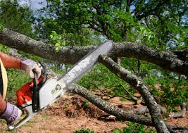 Best Tree Health Inspection  in Cedar Glen Lakes, NJ